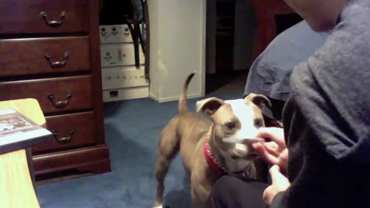 Pit Bull attacks Card Dealer (Friendly Pit Bull goes nutso)