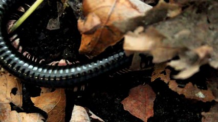 Dendrostreptus macracanthus Giant Glossy Black Pinkleg Millipede