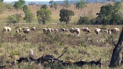 Sons da natureza, animais da fazenda, relaxamento , carneiros,