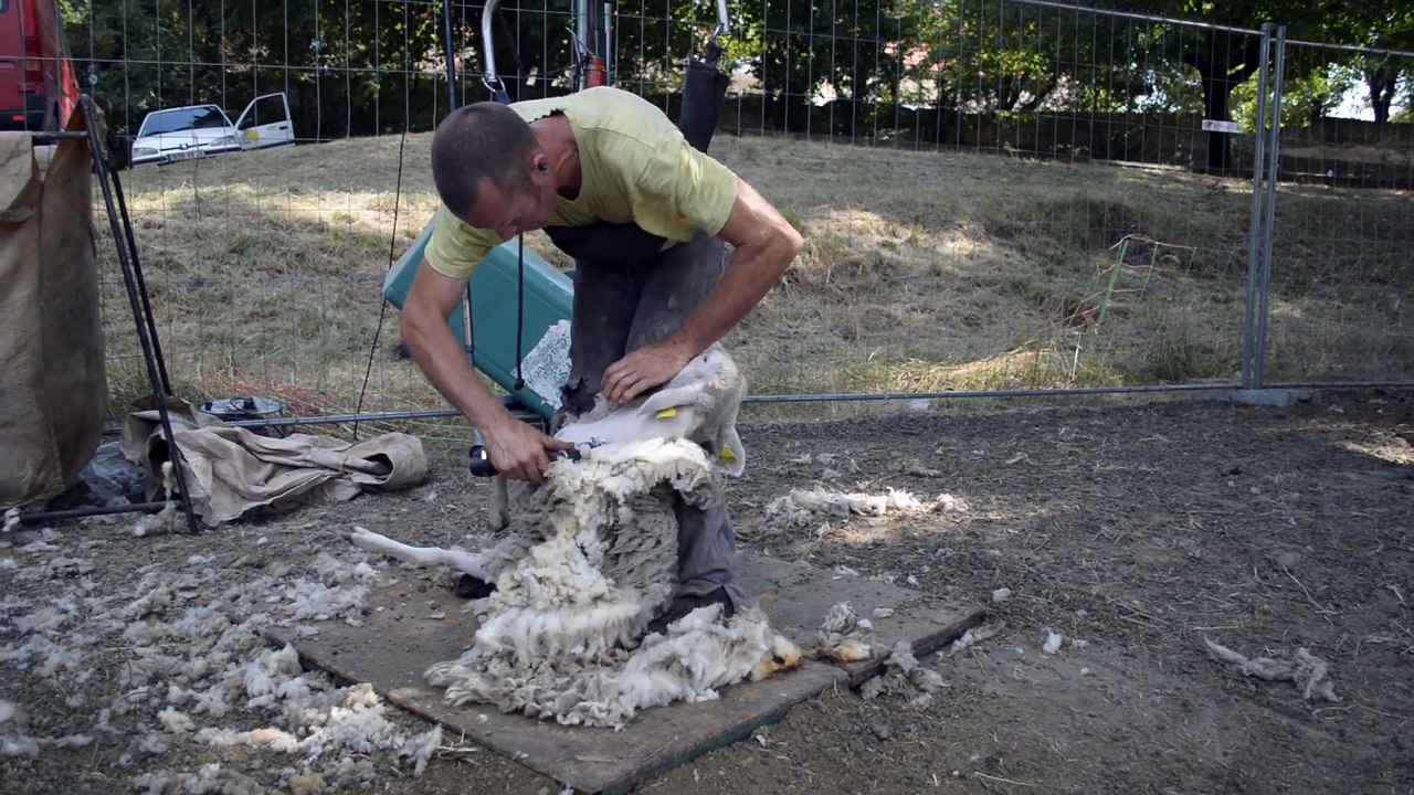 La tonte des moutons sur les berges du Roubion