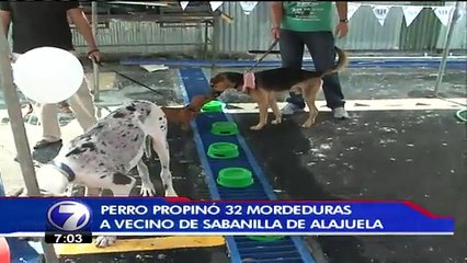 Dueño de perro que atacó a hombre se expone a sanción de ¢3 millones  