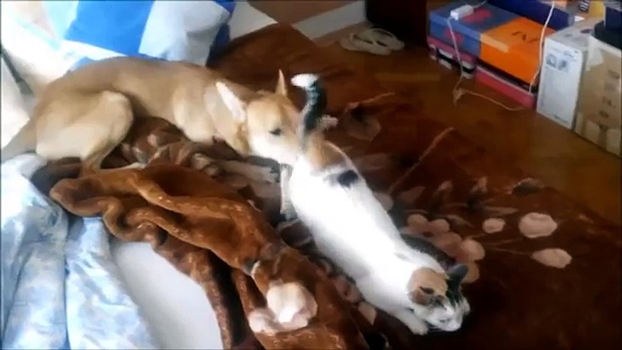 Dog wanna lick cat's pussy