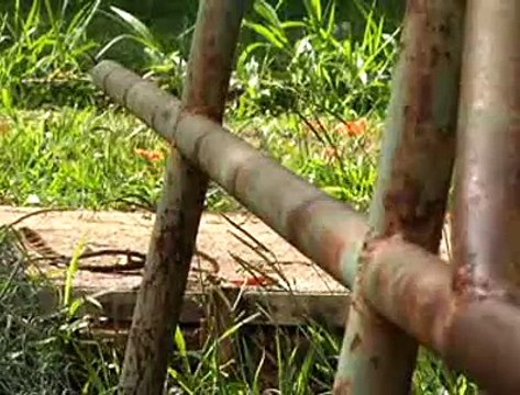 Jornal Local: quadra abandonada