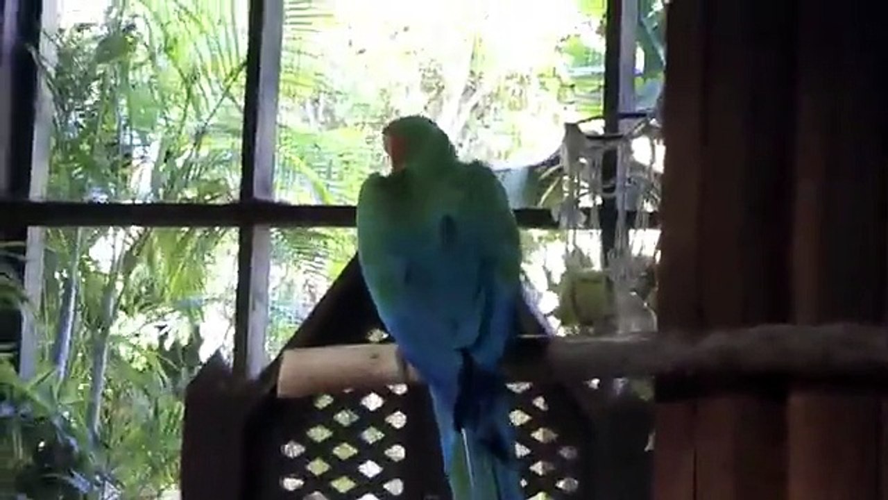 Funny parrot show...