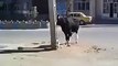 Cow Hits the boy but failed