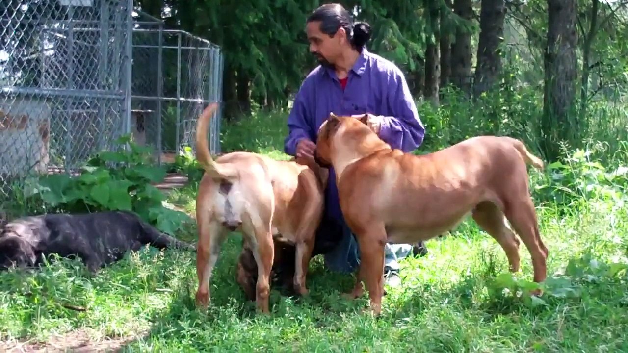 Presa Canarios and Cane Corso