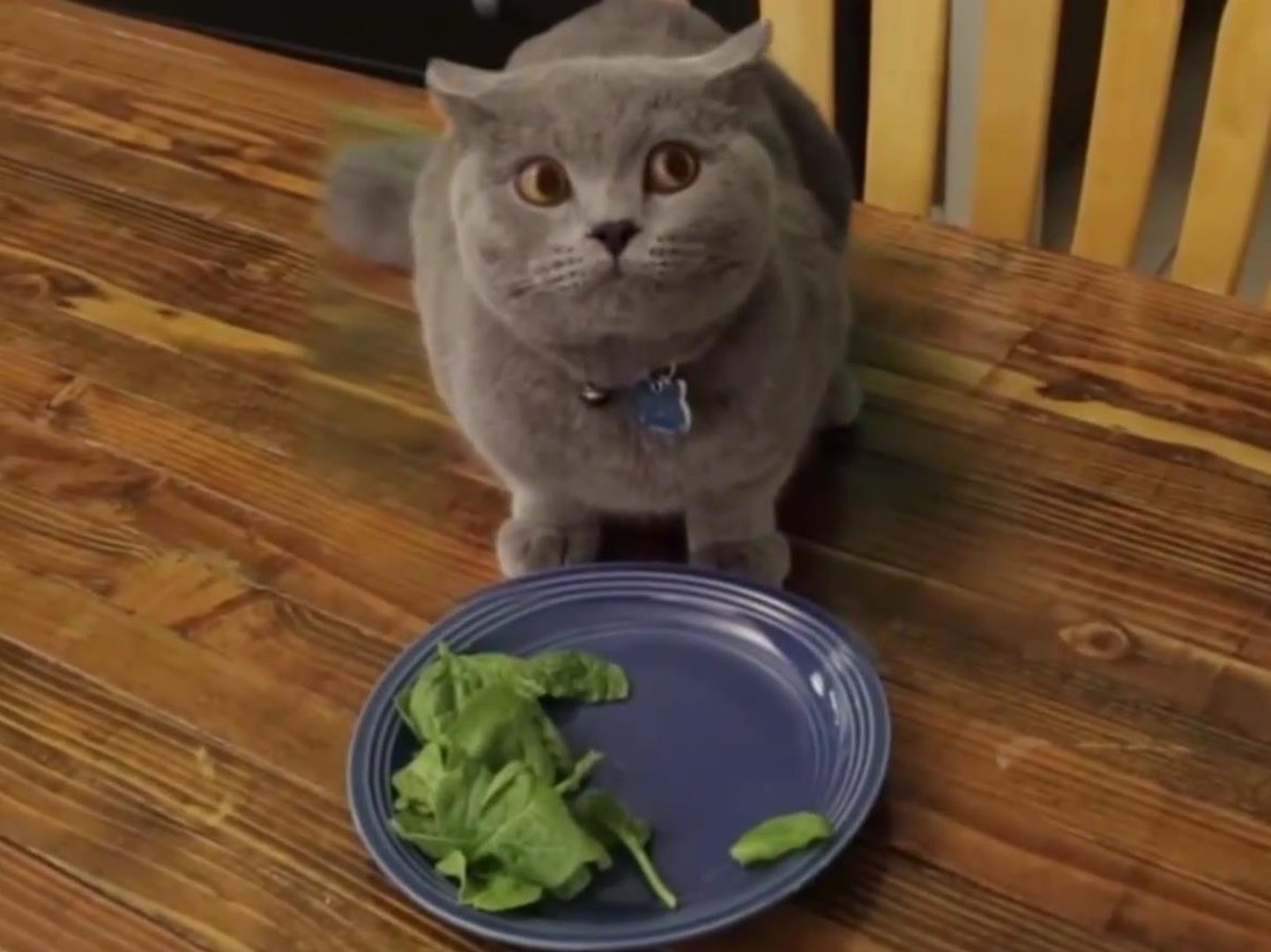 Прикол том видео. Прикол том видео. Собака из тома и джерри. Забавные ролики про котов. Том и джерри кошачья вечеринка.