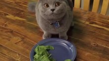 Невероятный кот