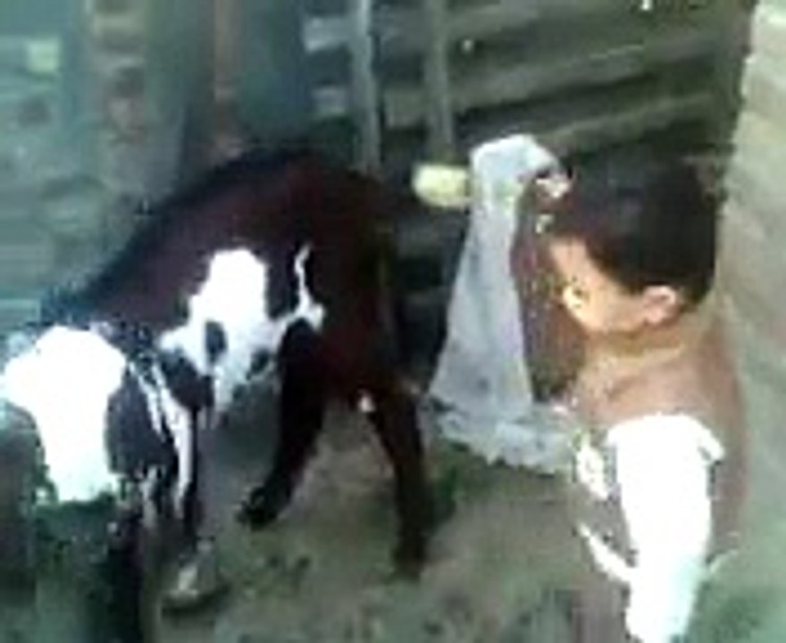 FUNNY VEDIOS