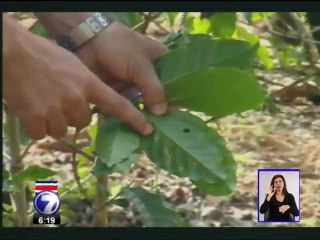 La roya comprometería un 20% de la cosecha de café