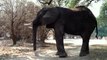 Having a Moment with JD, Gentle Large Elephant Bull- Mana Pools, Zimbabwe, Africa
