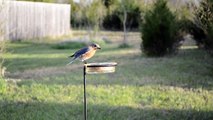 Wild Bird House : Some Eastern Bluebirds Sitting on a Nest Box & Eating