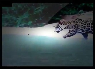 ʬ Dangerous Animals   JAGUAR TAKES DOWN CAIMAN   Discovery   Animals   Nature   360 MQ Discovery New