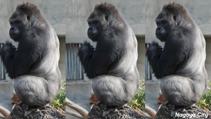 Why Are People Falling In Love with this "Hot Gorilla"?