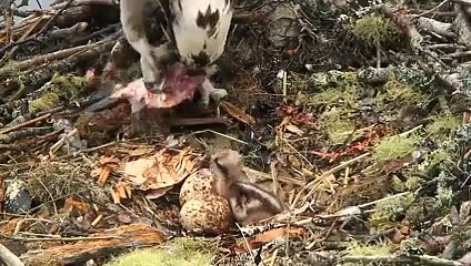 Watch as Rachel adorably feeds her first chick