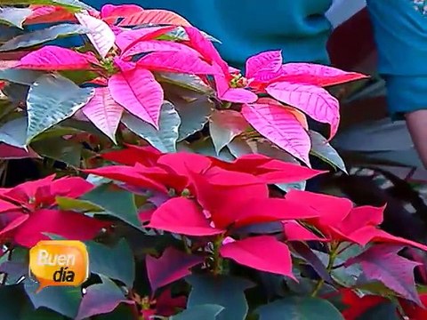 Cuidados básicos para el cuidado de pastoras