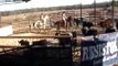 Bar S Arena Ranch Sorting Practice and First Time Barrel Racing