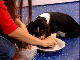 Rebelde Way II capítulo 8, sobrealimentado