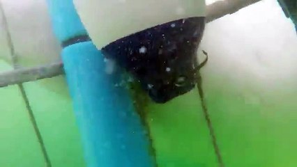 Así fue como un tiburón rompió una jaula de buceo