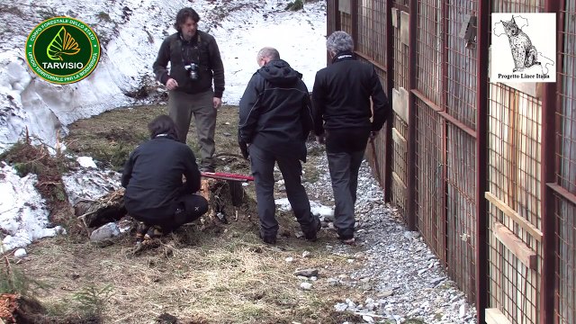 Liberazioni due esemplari di lince eurasiatica a Tarvisio (UD)