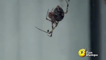 Even spiders hate spiders, Here's the Proof
