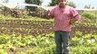 Un matrimonio cultiva productos orgánicos que ofrece en ferias del agricultor  