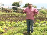 Un matrimonio cultiva productos orgánicos que ofrece en ferias del agricultor  