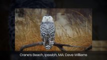 Snowy Owls: 2013 - 2014 Irruption!