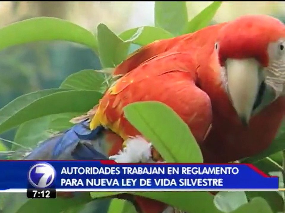Escasez  de recursos frena al SINAC tras aprobación de ley de vida silvestre