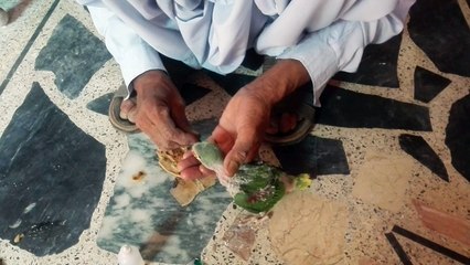 Parrot feeding