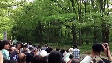 Yabusame Shinji (a Japanese traditional horse archery)