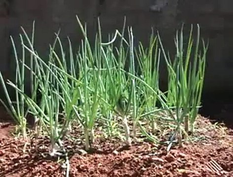 Jornal local: Coletiva Agnelo