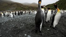 Penguins and other wildlife of Macquarie Island