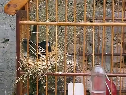 papa capim siu siu pirata fazendo o ninho vitoria da conquista