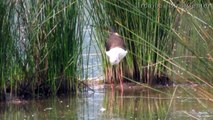 Urdaibai Bird Center - Cigüeñuela común