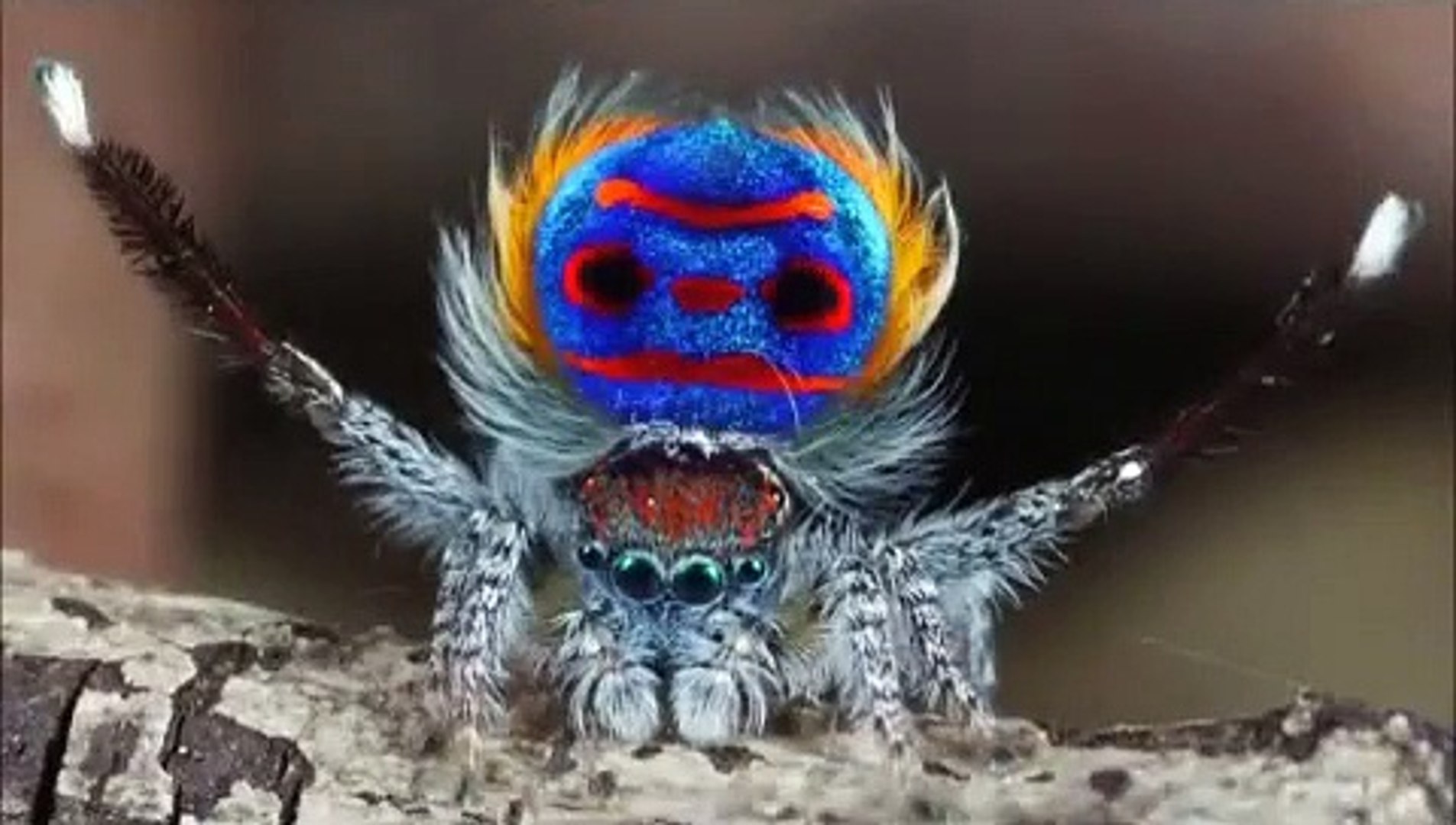 Peacock spider dance  with music