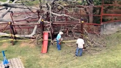 (Video) Árbol ubicado en universidad en Heredia cae sobre parque infantil en condominio