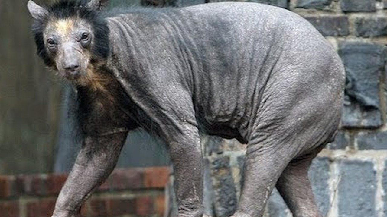 Top 5 Strangest Unidentifies Caught on Camera