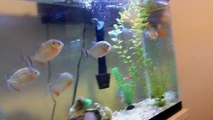 Piranha feeding frenzy 2