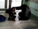 Save the Chimps - Brothers, Worthy and Gabe, meet and play for the 1st time