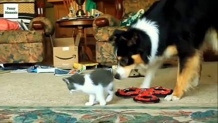 Big Dogs Love Kittens 2014 [NEW HD]