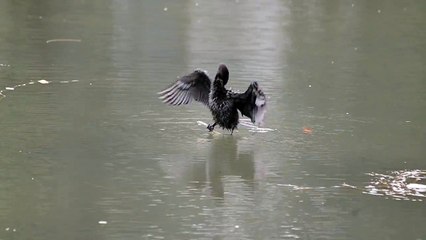 Little Cormorant in Nehru Park, Burnpur, Asansol