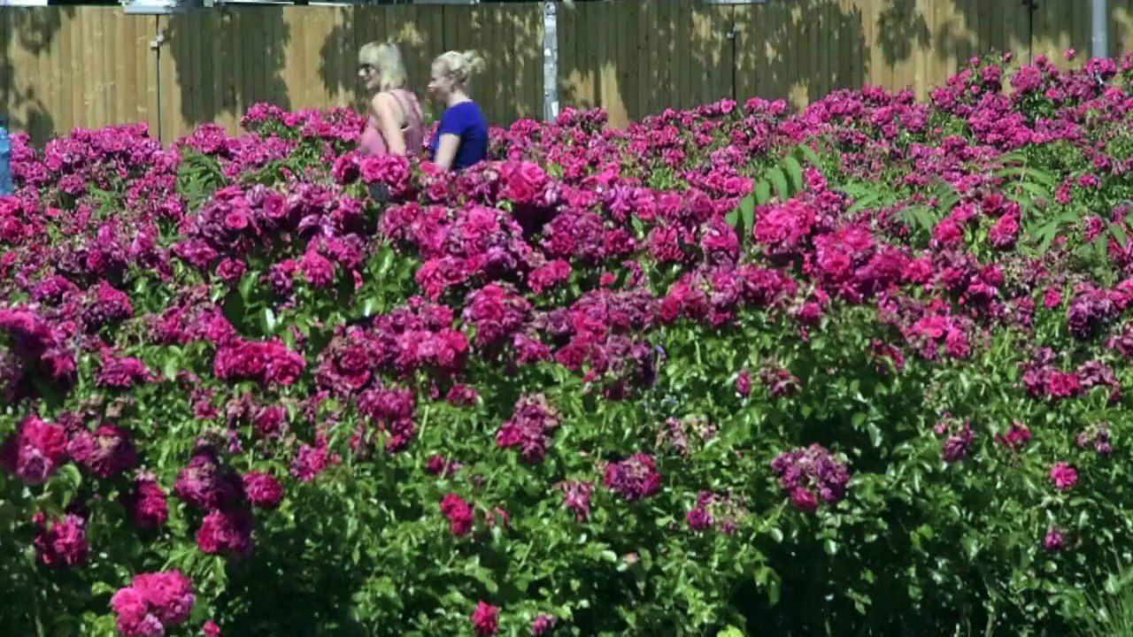 Temperatures soar in Berlin as heatwave sweeps Europe