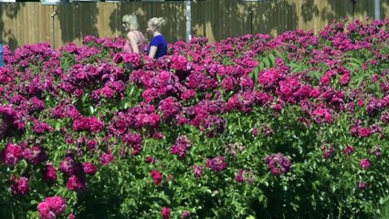 Descargar video: Temperatures soar in Berlin as heatwave sweeps Europe