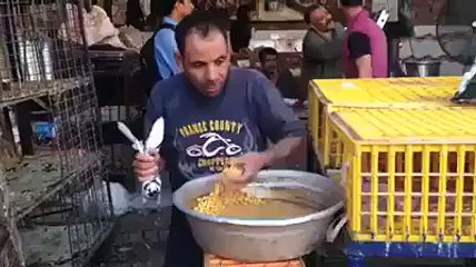 Güvercin Besleme Sanatı