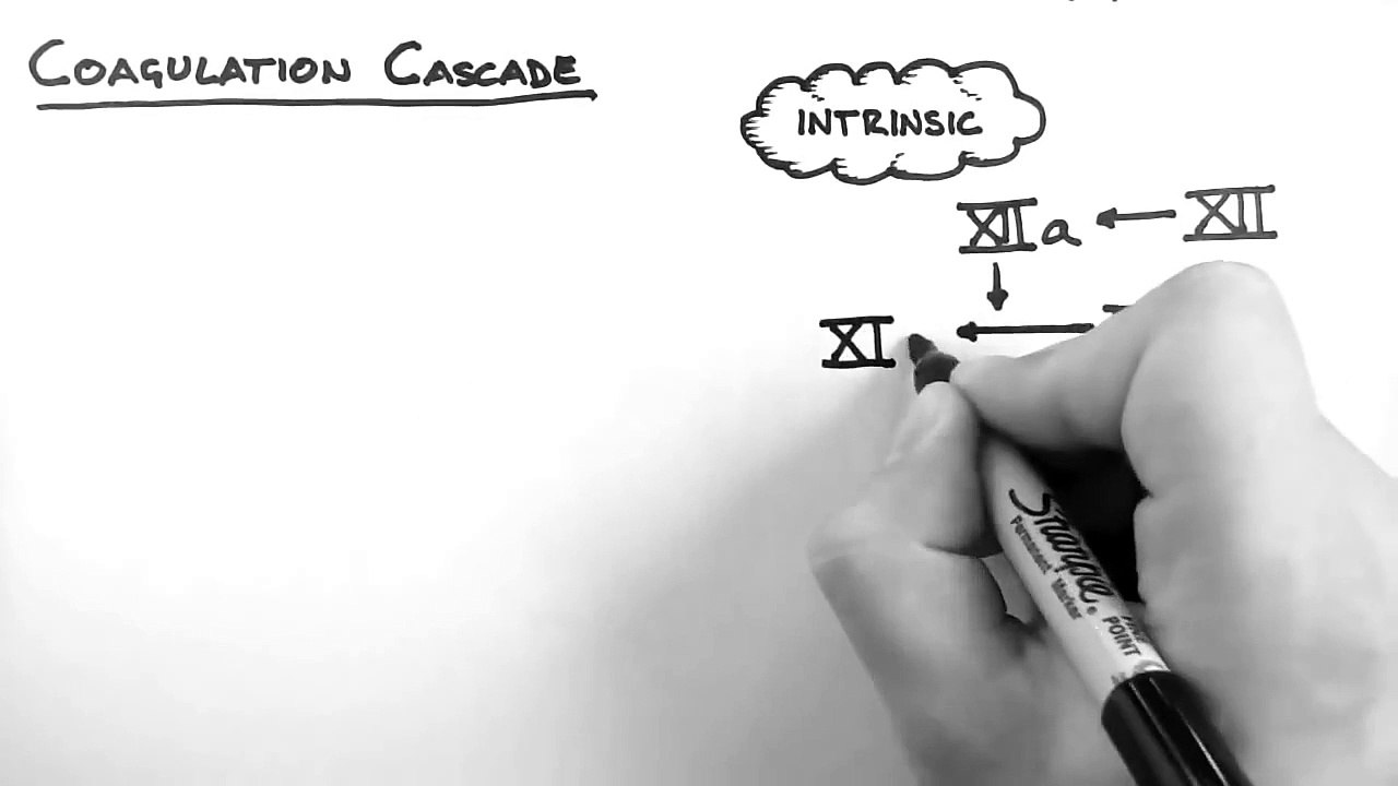 Haemostasis 2 - Coagulation Cascade