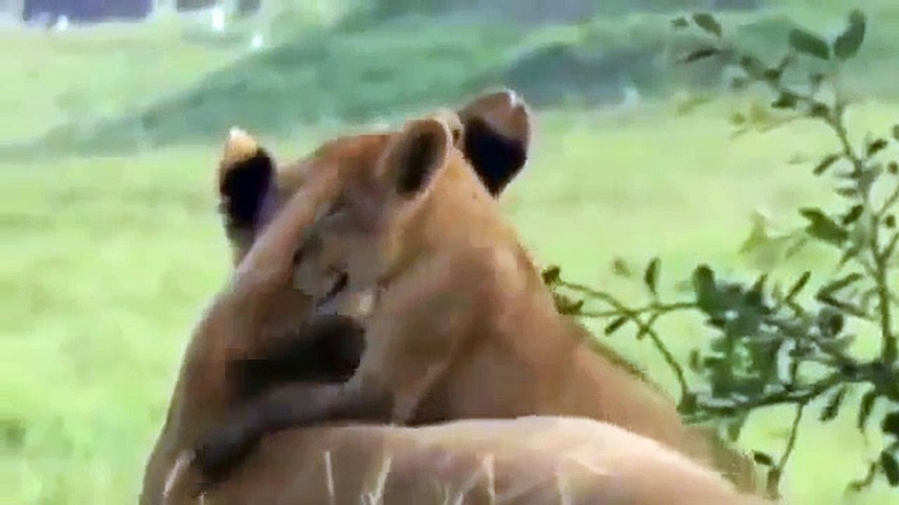 National Geographic Animals - Lion's and Buffaloes The Mortal Enemies - Lions Documentary