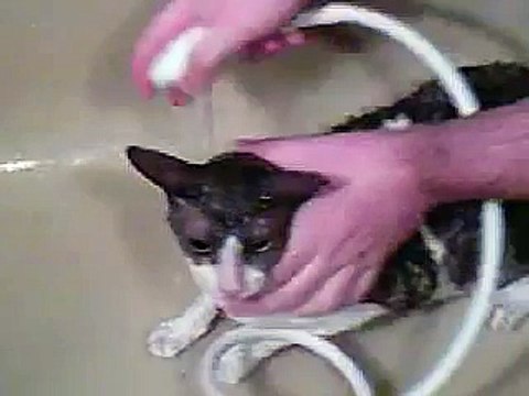 Cornish rex cat having a bath and saying ''I'M Wet!!!''Funny