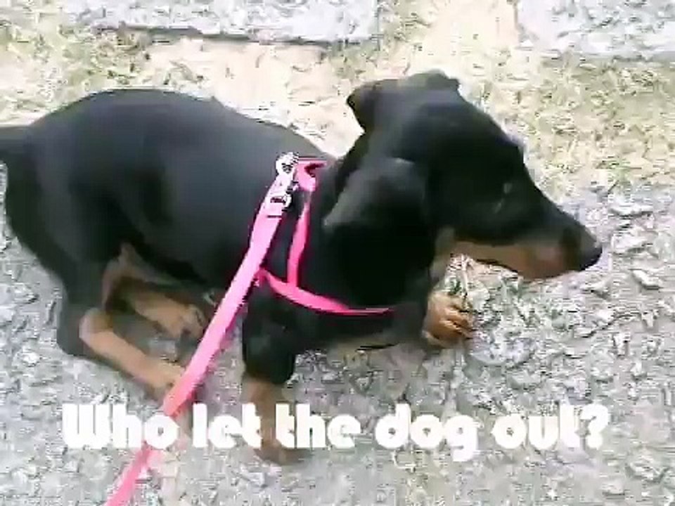 Who let the dog out??