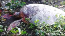 (Video) Autoridades investigarán matanza de dos tortugas en Tortuguero